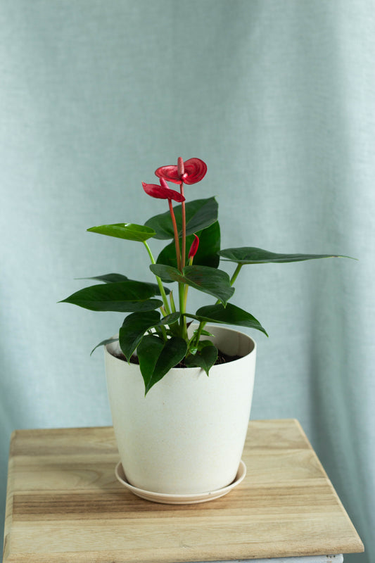 Anthurium