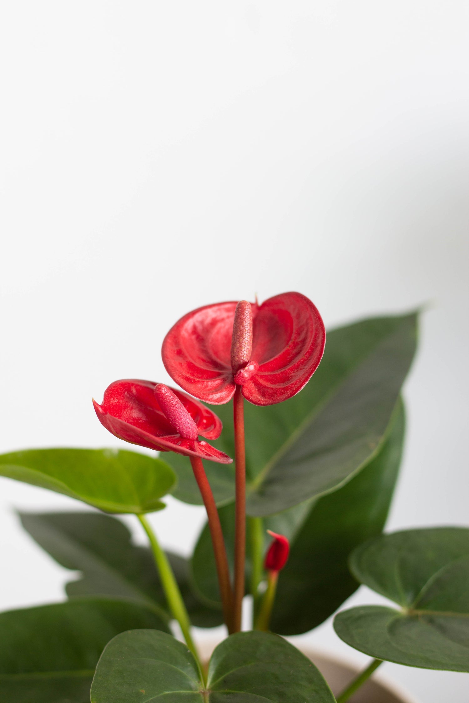 anthurium arrow flower Anthurium – Bloomspace