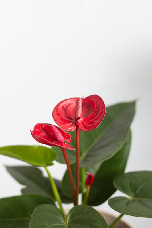 Anthurium