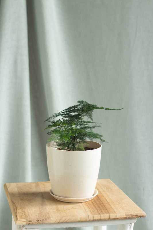 Plumosa Fern