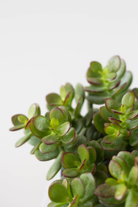 Jade Plant