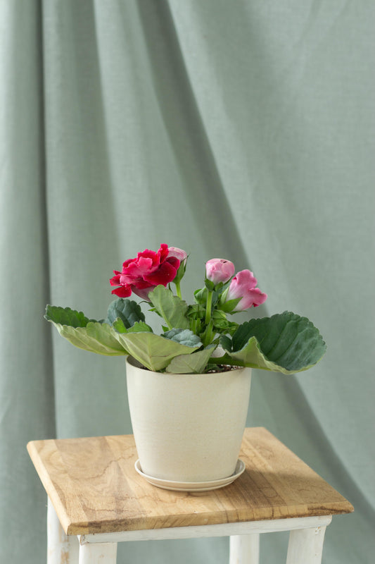 Gloxinia Red