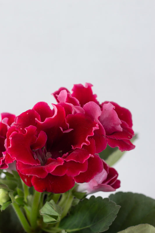 Gloxinia Red