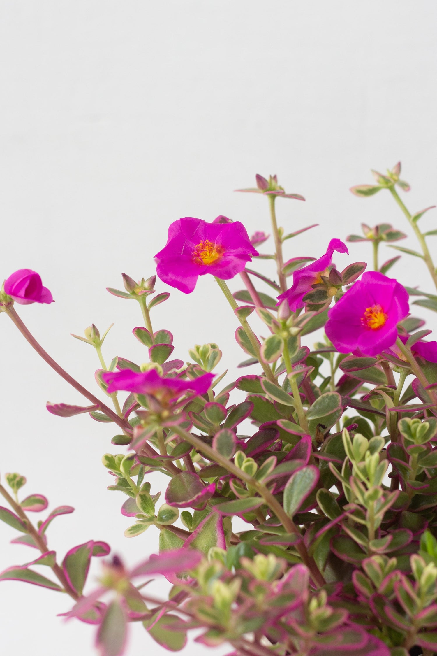 is portulaca a succulent Portulaca Hana Misteria – Bloomspace