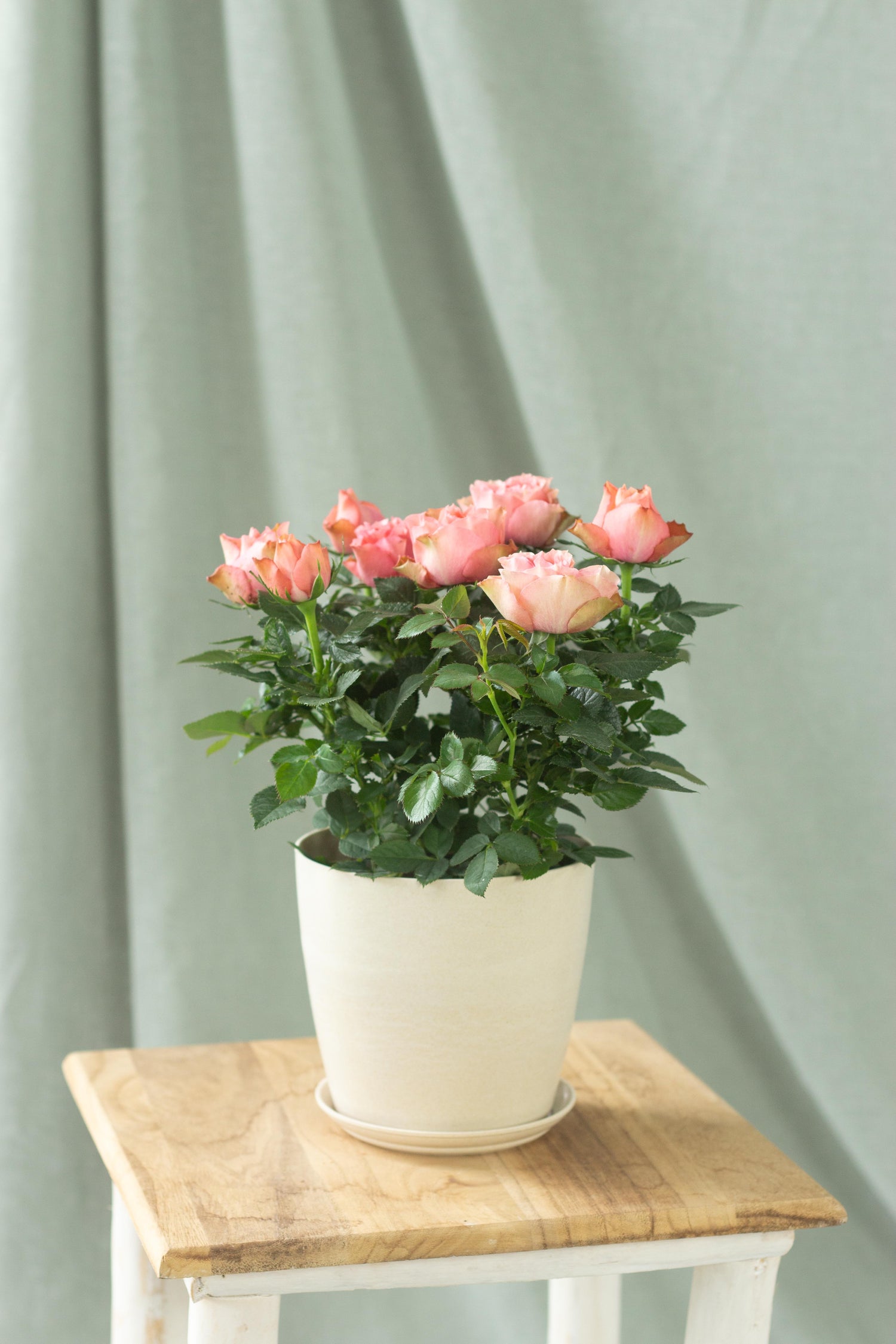 Denmark Roses Danish Rose – Bloomspace