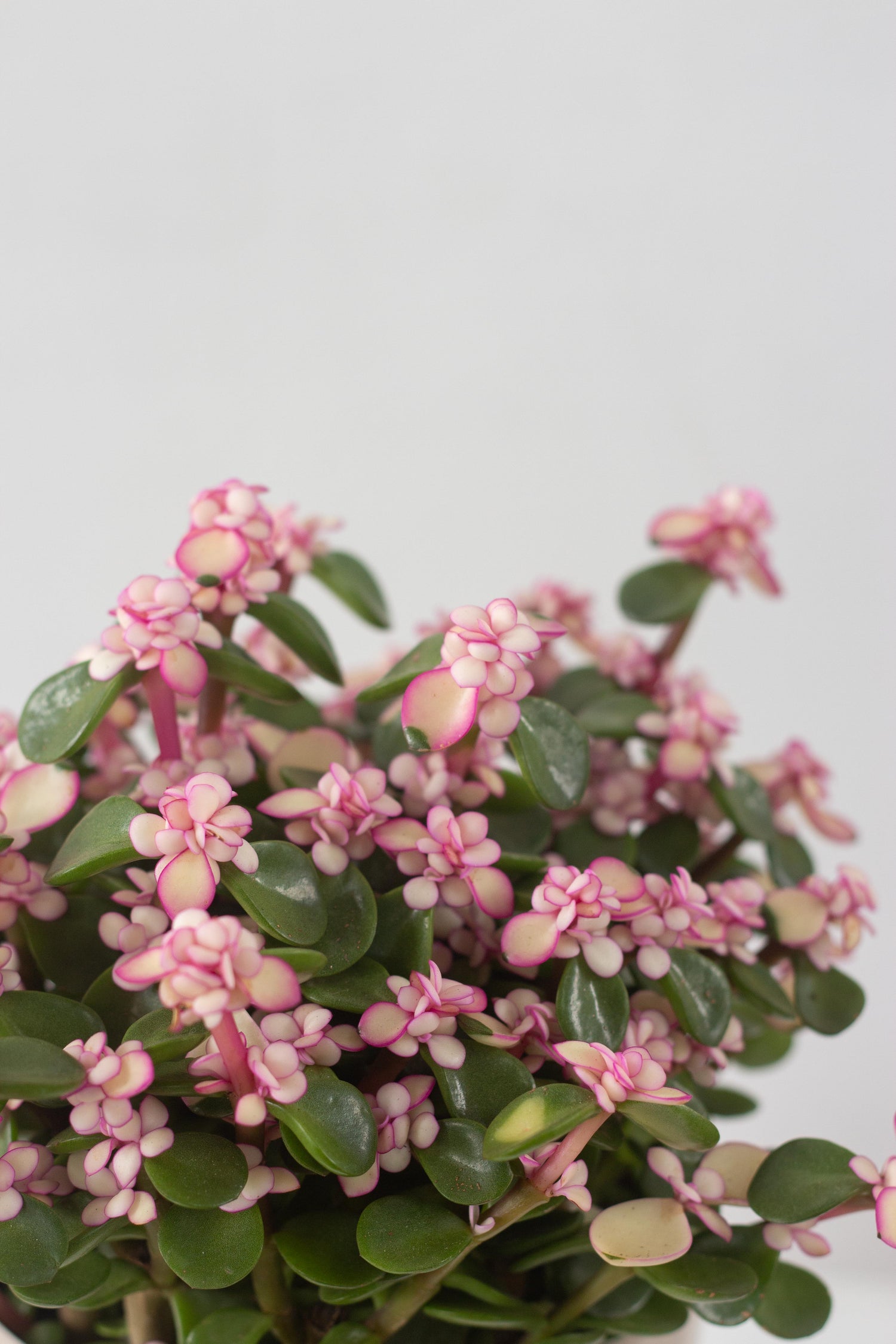 rainbow bush jade plant Rainbow Bush – Bloomspace