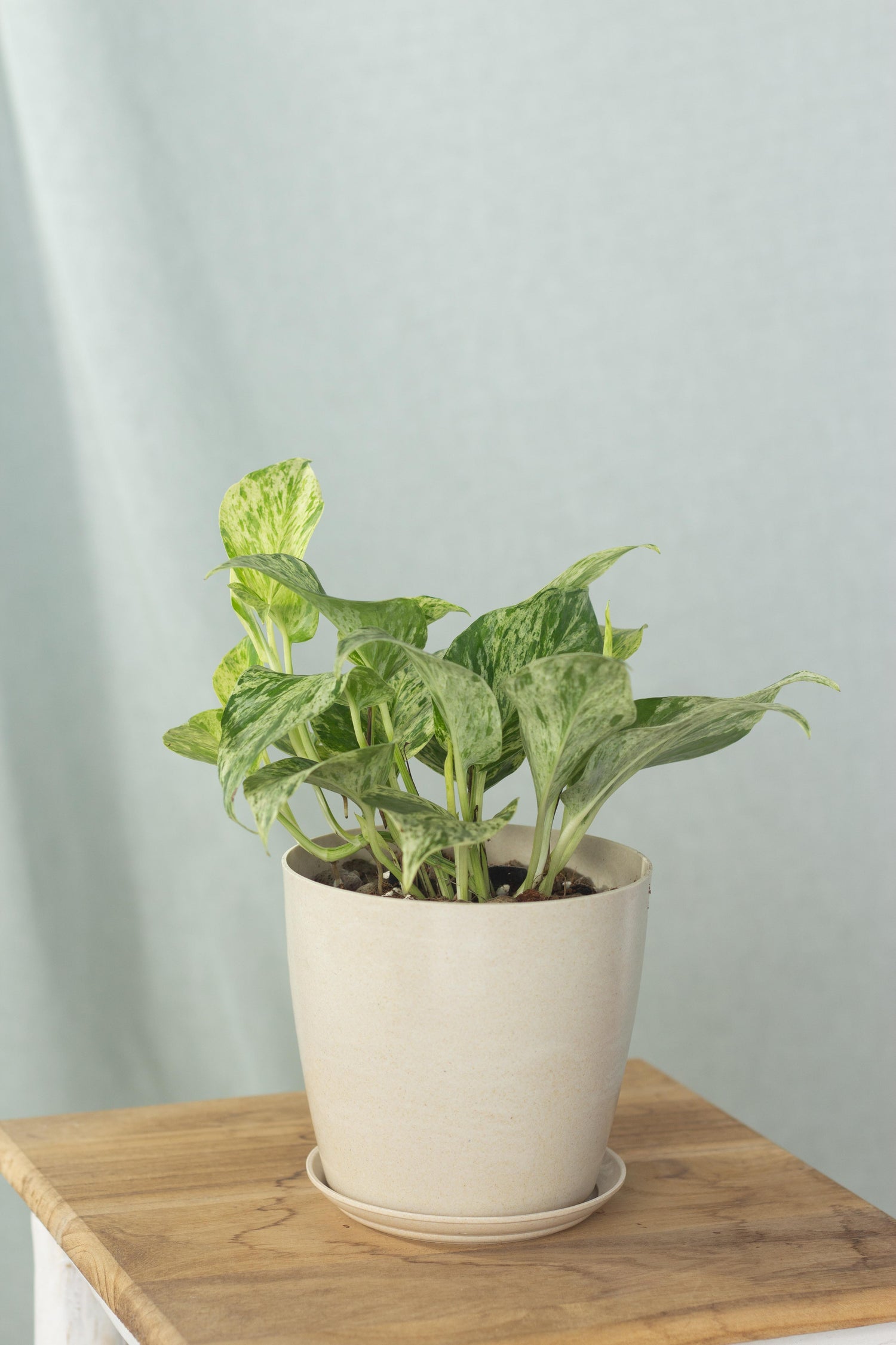 pothos mq Marble Queen Pothos – Bloomspace