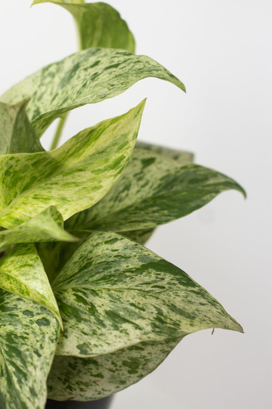 Marble Queen Pothos