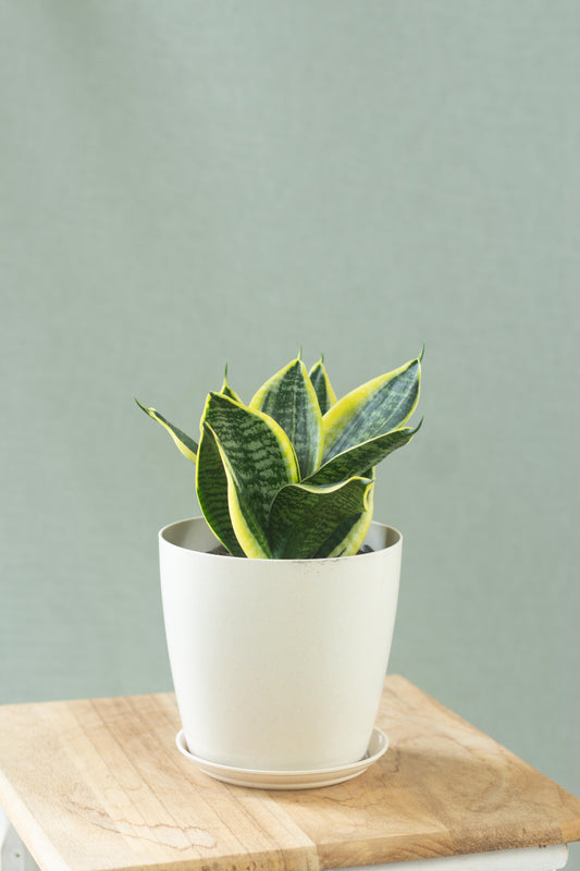 Sansevieria Laurentii Dwarf