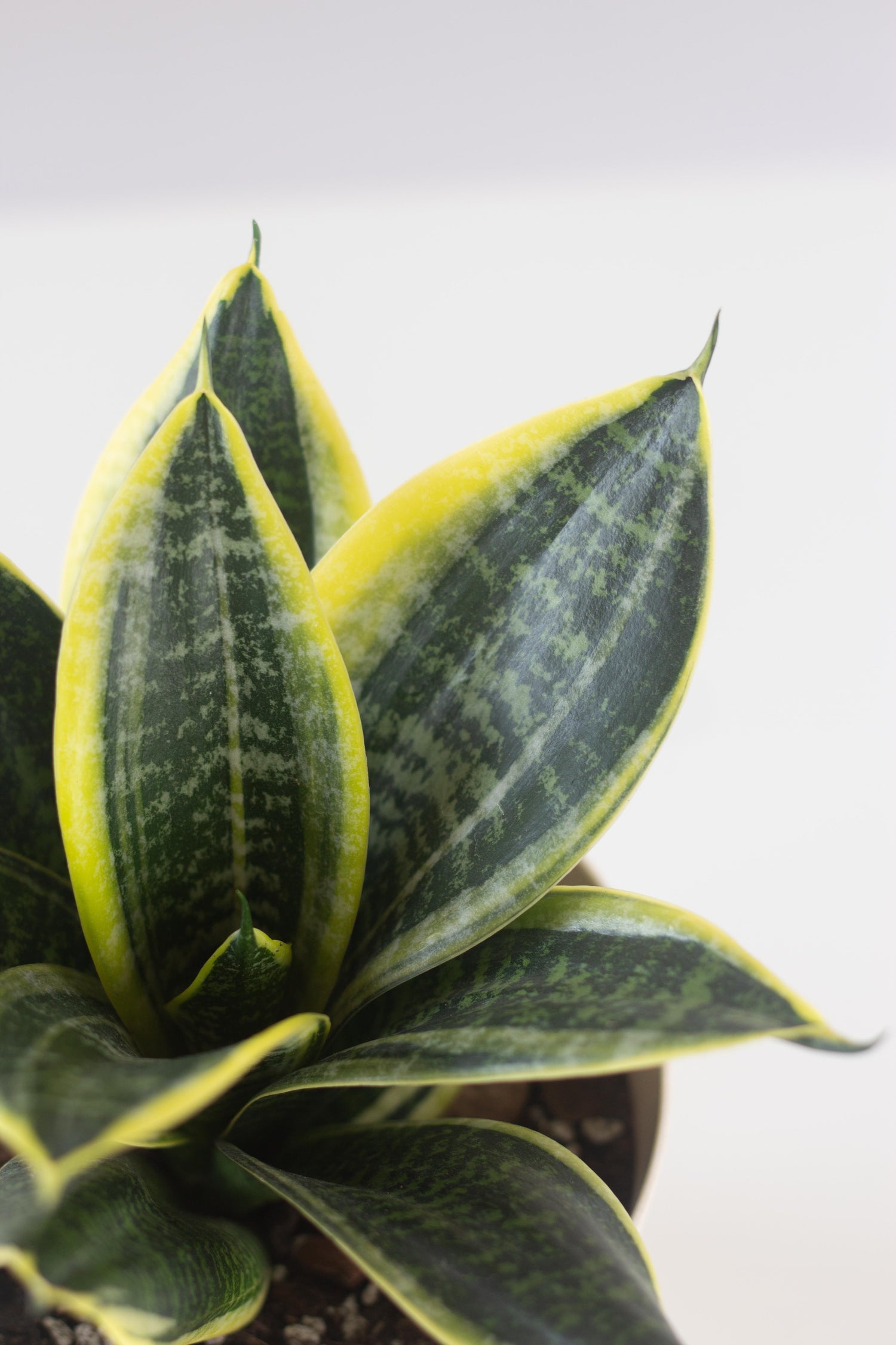 dwarf laurentii snake plant Sansevieria Laurentii Dwarf – Bloomspace