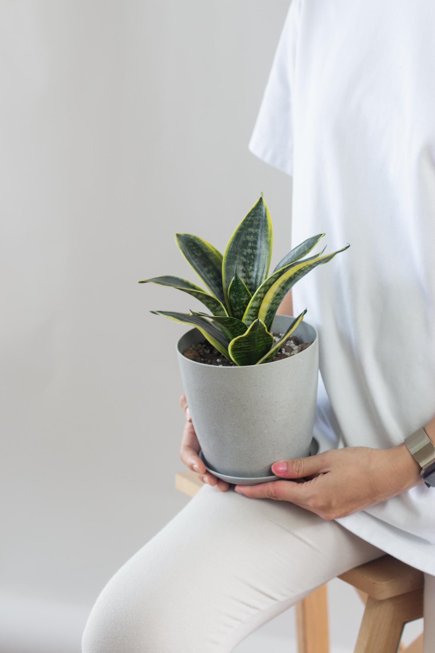 dwarf laurentii snake plant Sansevieria Laurentii Dwarf – Bloomspace