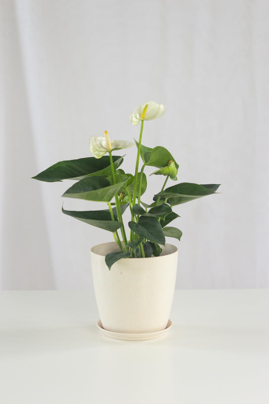 Anthurium White