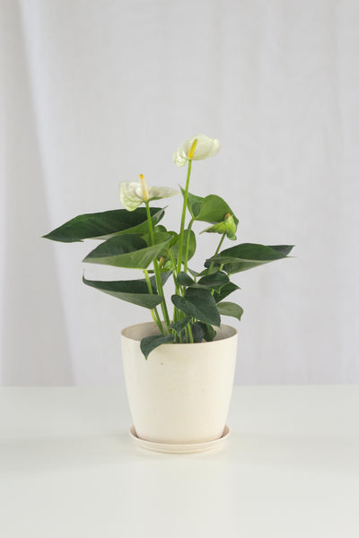 white anthurium plant Anthurium White – Bloomspace