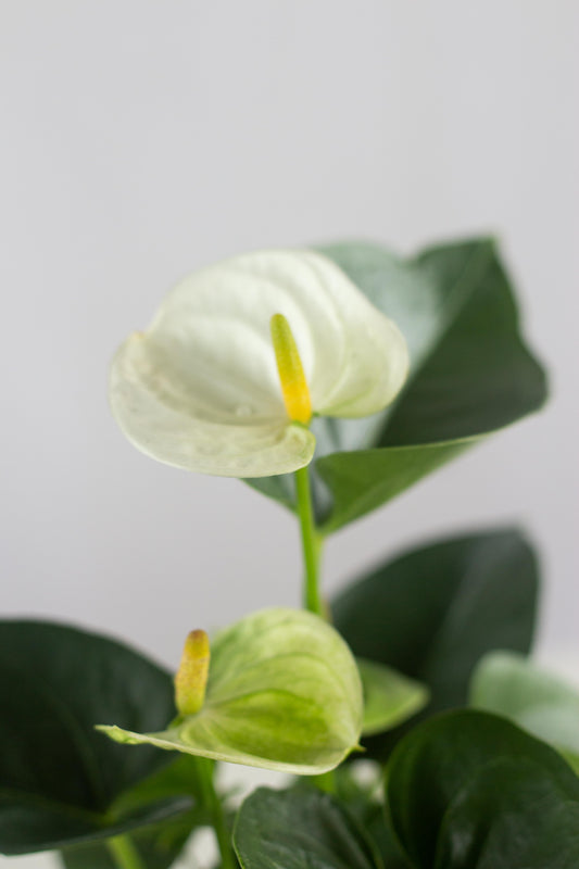 Anthurium White