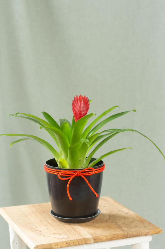 Bromeliad Christiane