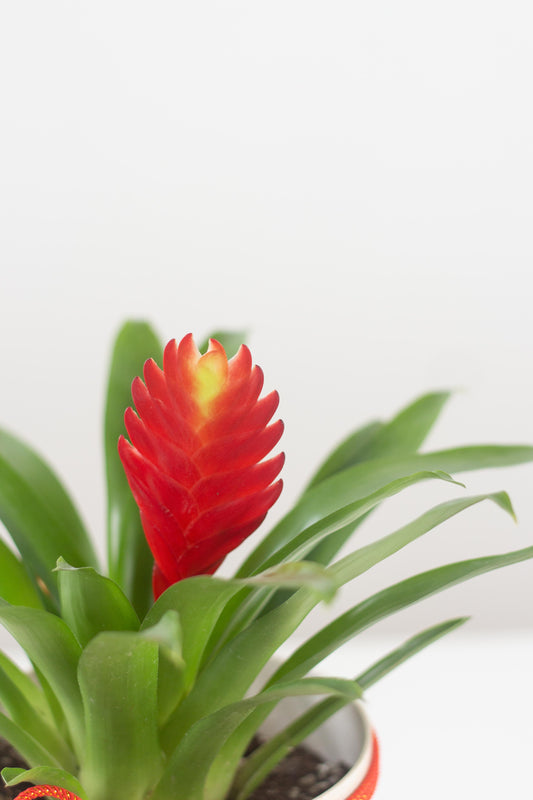 Bromeliad Christiane