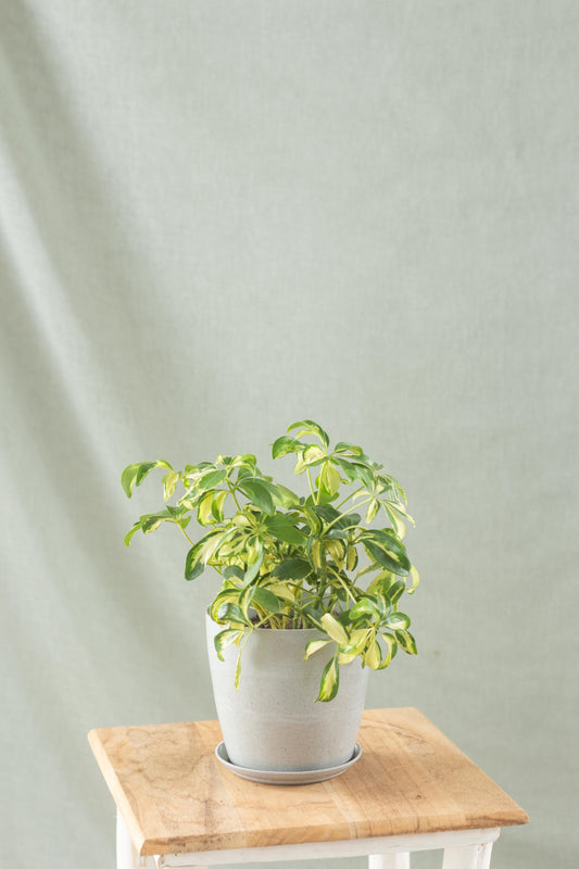 Dwarf Umbrella Tree