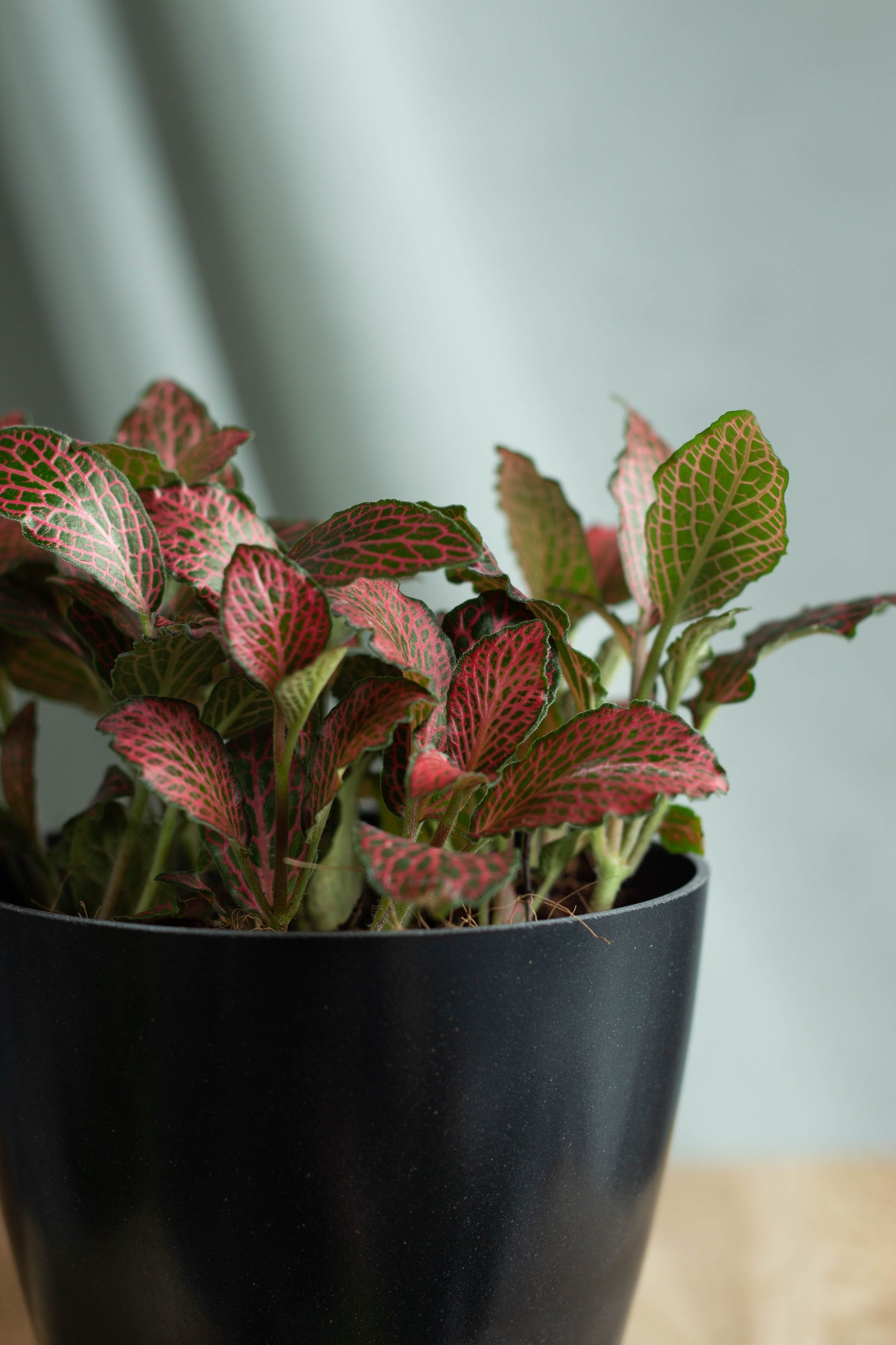Closeup-Fittonia Pink