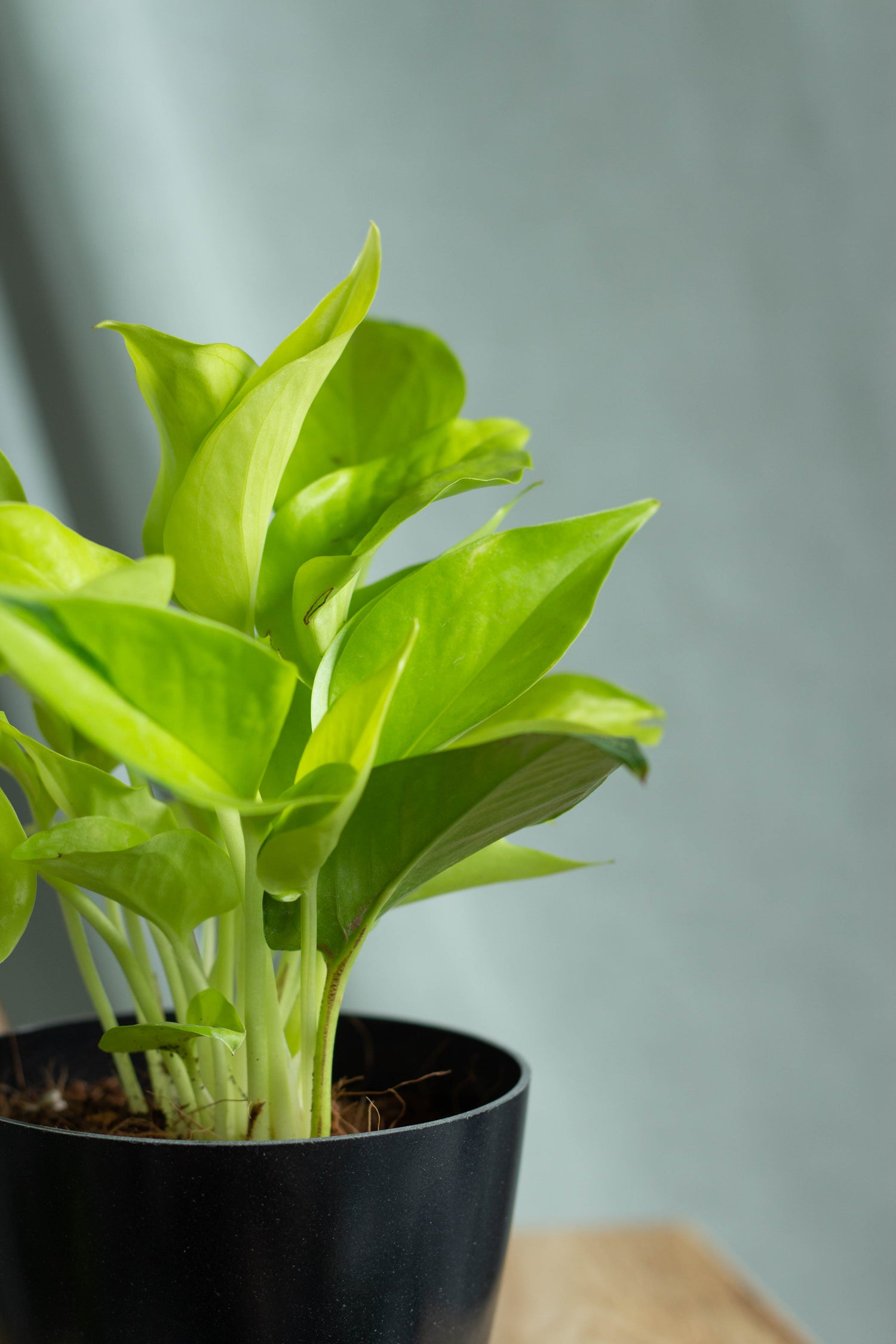 Closeup-Neon Pothos