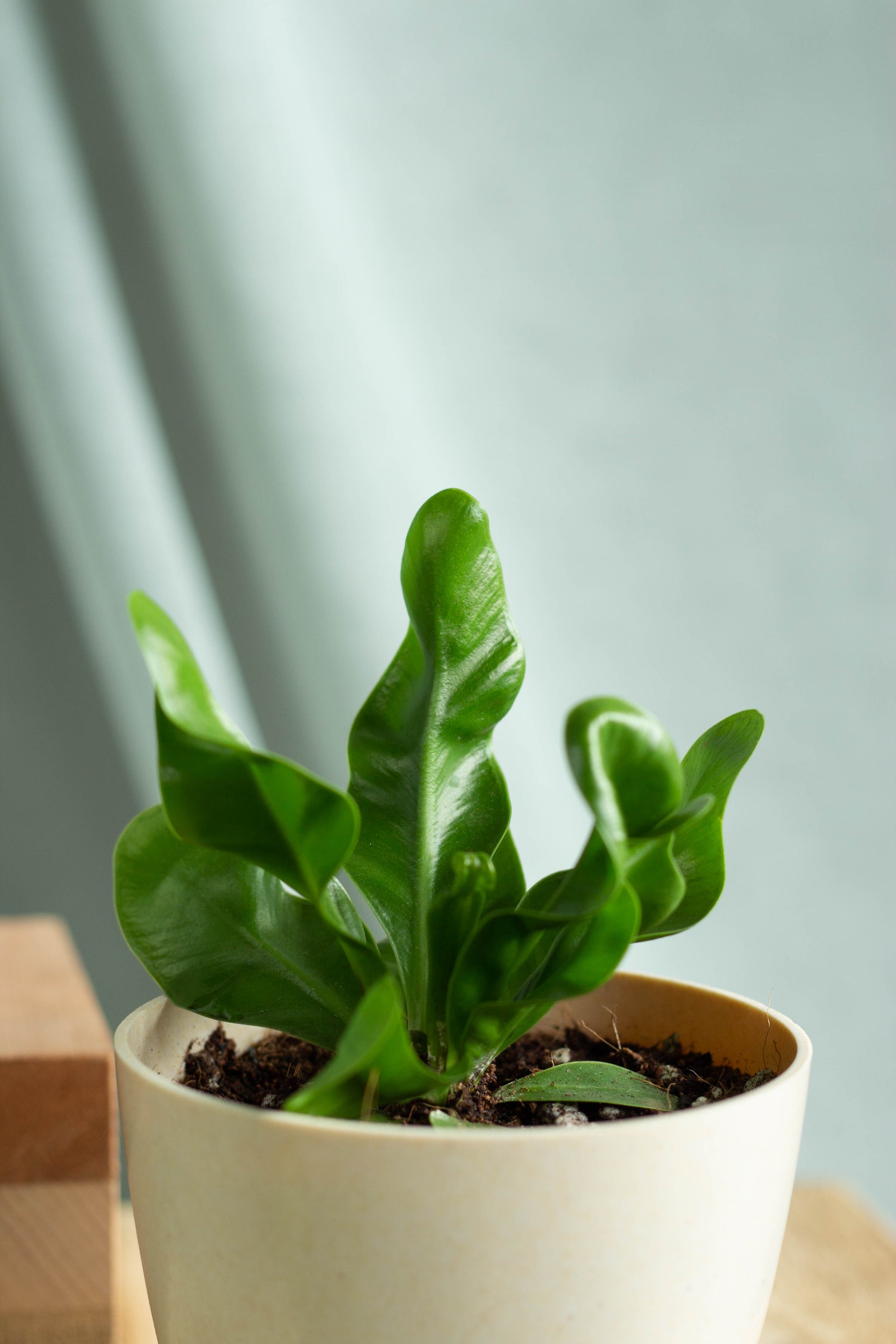 Closeup-Bird Nest Fern