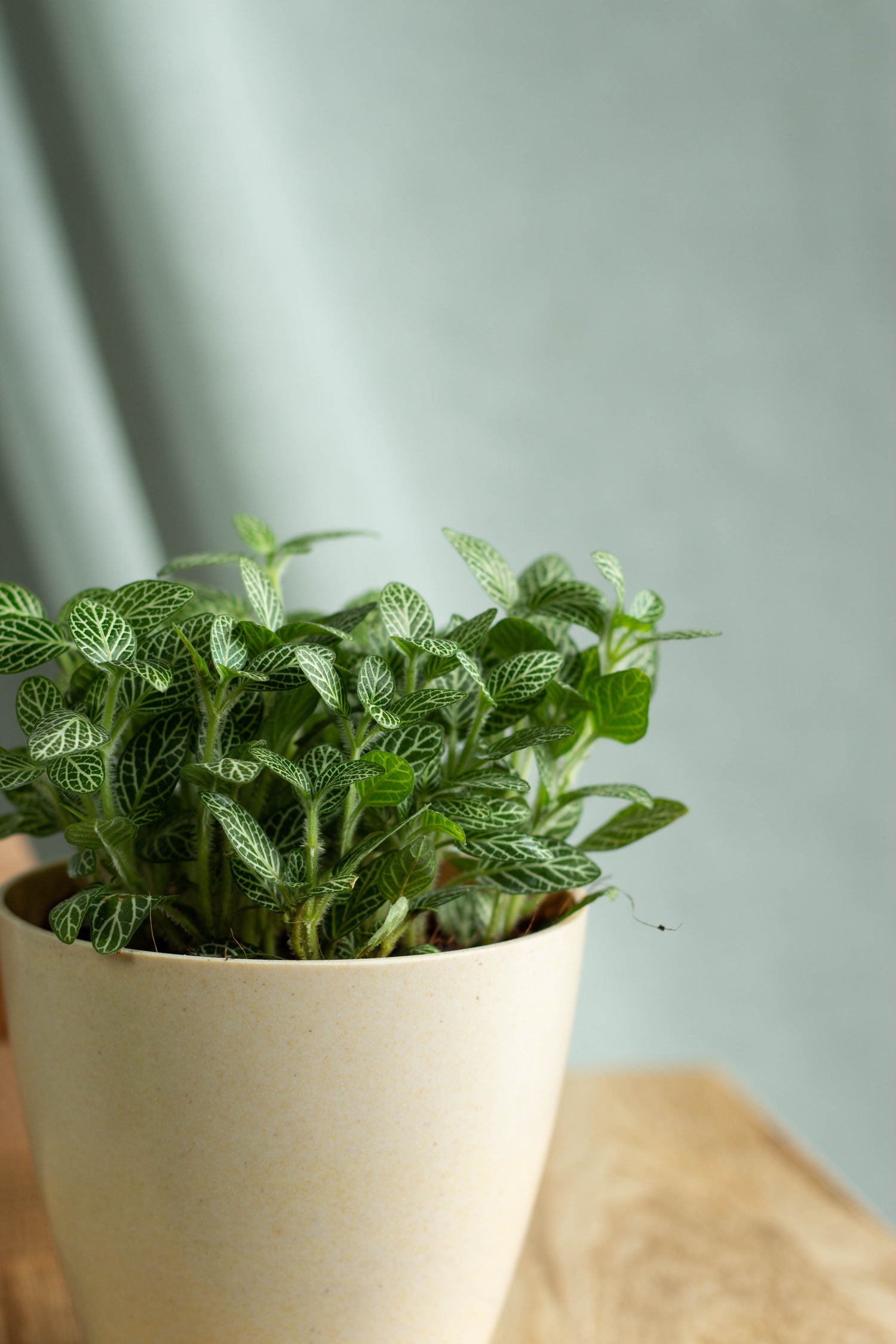 Closeup-Fittonia green