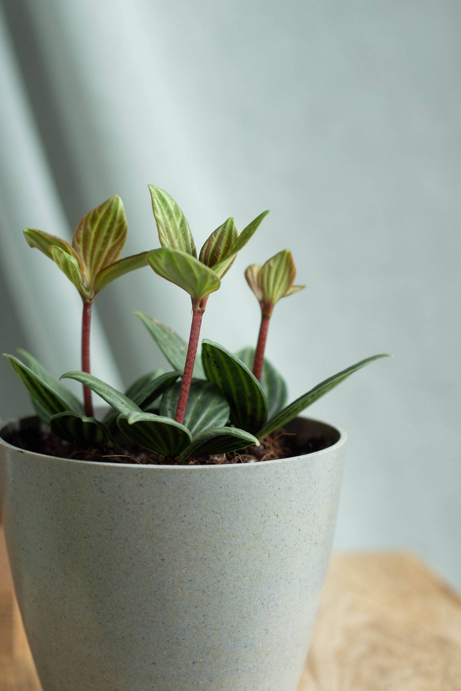 Closeup-Peperomia Stilt
