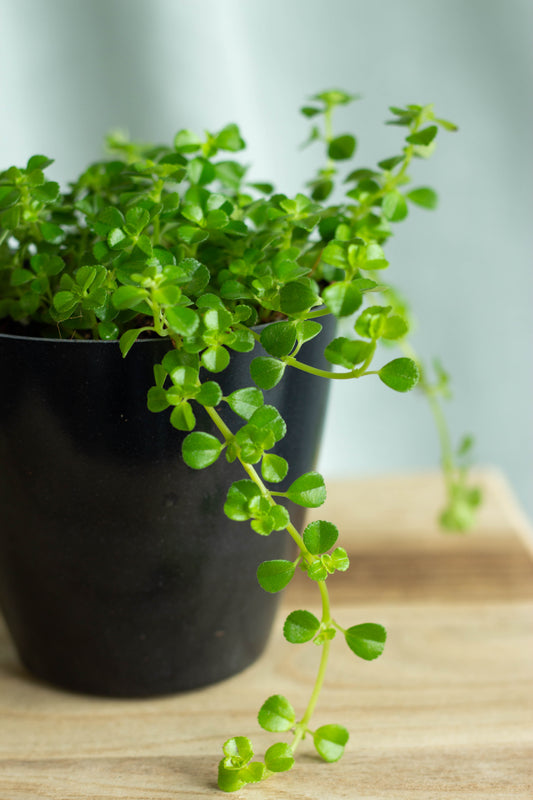 Closeup-Pilea Baby Tears