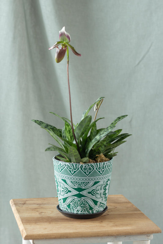 Paphiopedilum Orchid