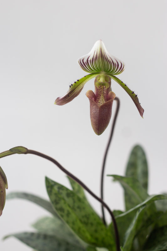 Paphiopedilum Orchid