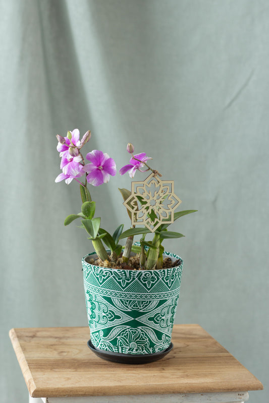 Dendrobium Orchid