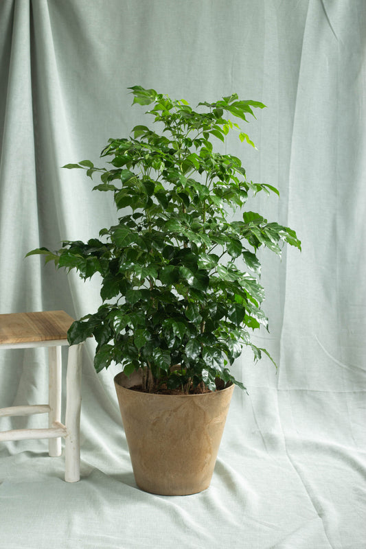 China Doll Plant