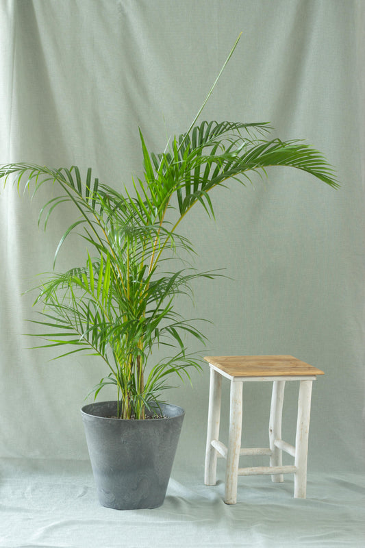 Areca Palm