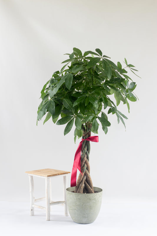 Braided Money Tree