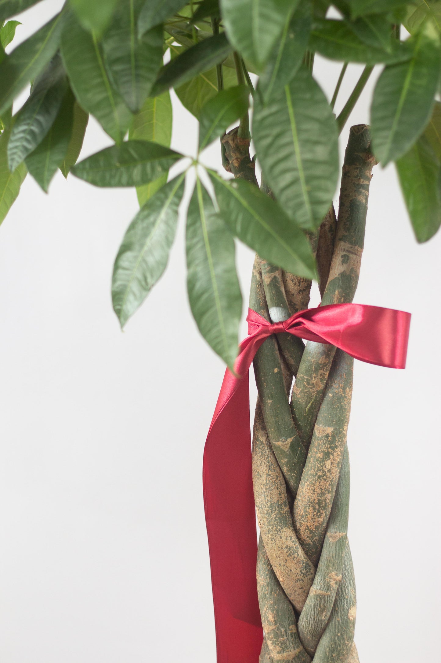 money tree plant with red ribbon Braided Money Tree – Bloomspace