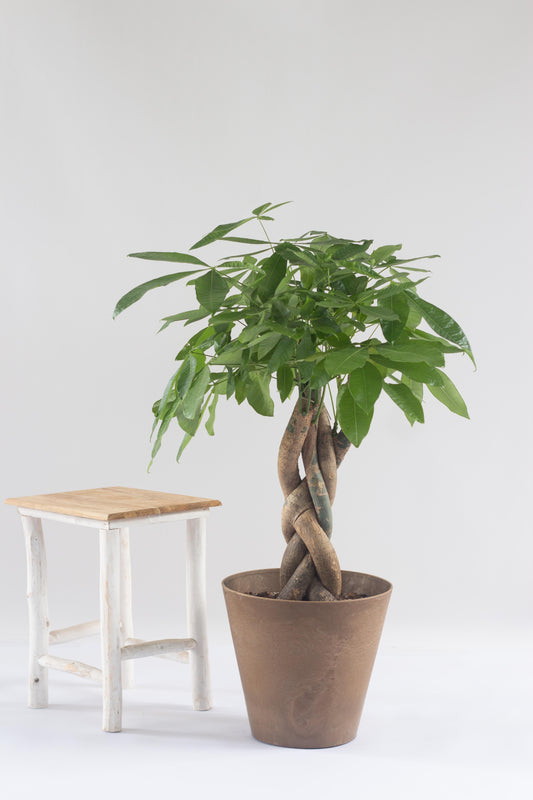 Braided Money Tree