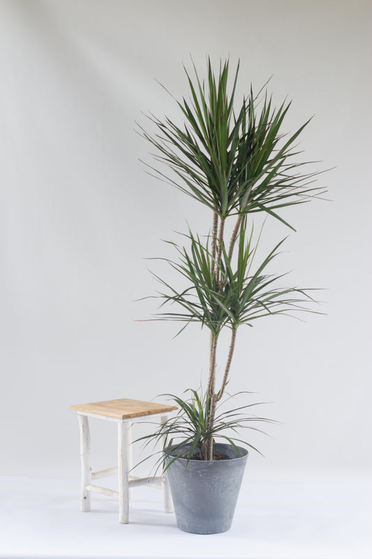 Dracaena Marginata