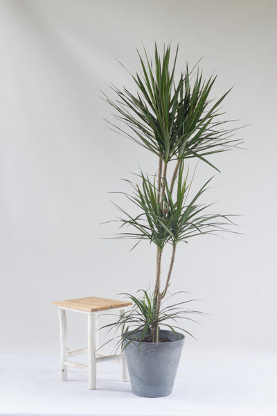 malaysian dracaena Dracaena Marginata – Bloomspace