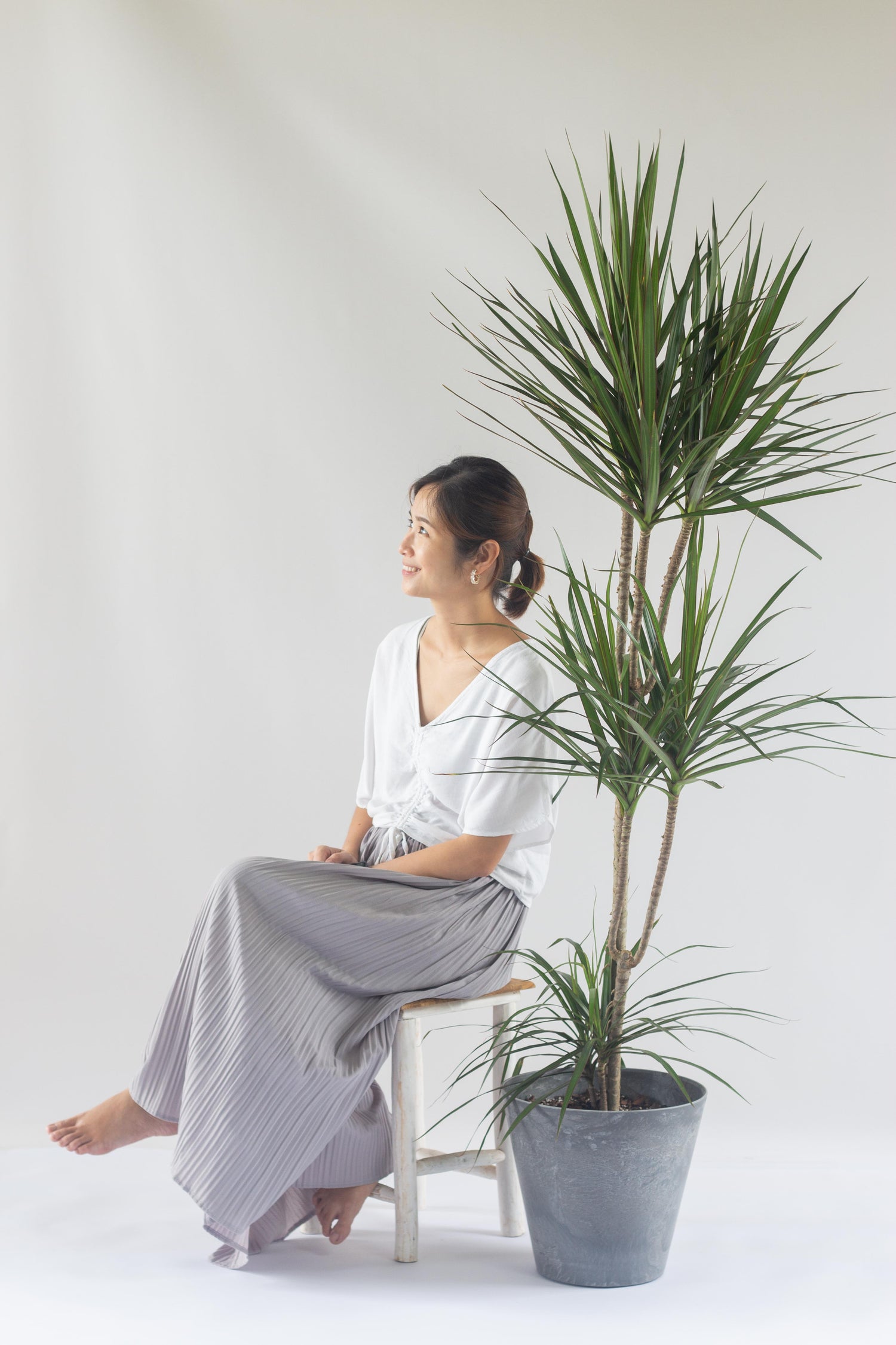 dracaena malaysia Dracaena Marginata – Bloomspace
