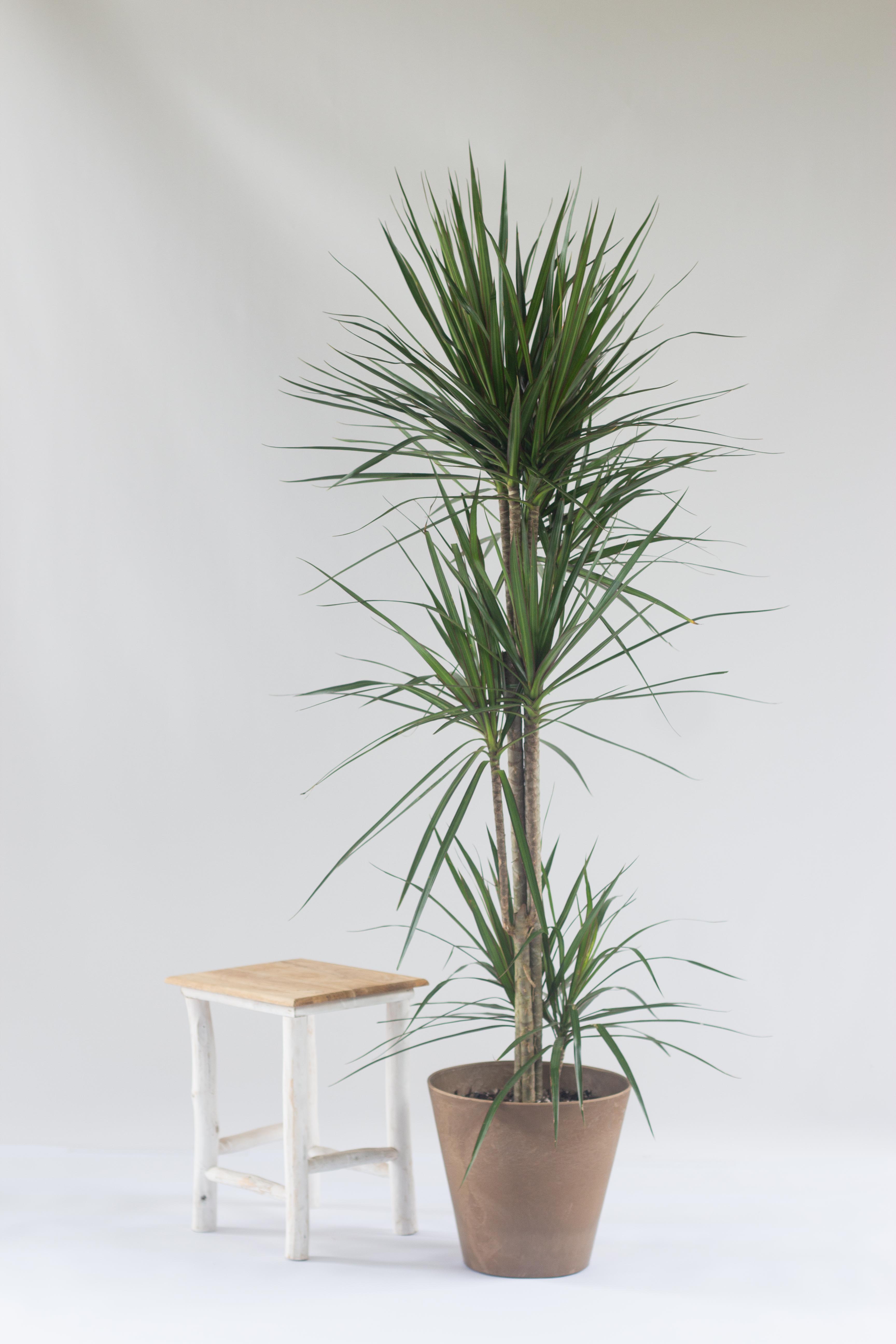 dracaena malaysia Dracaena Marginata – Bloomspace