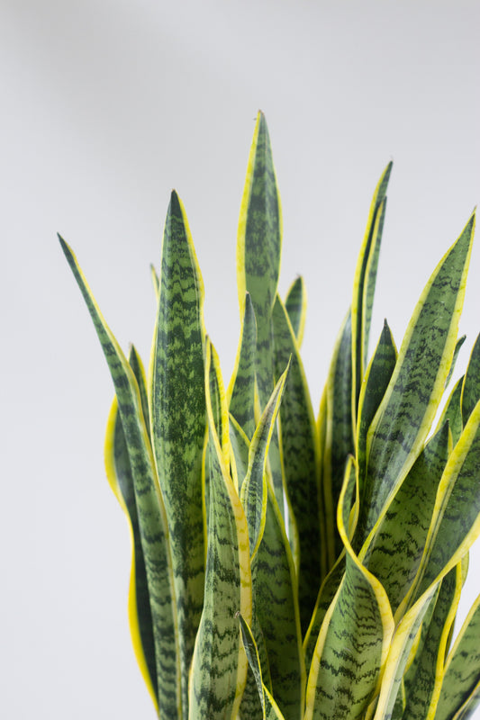 Sansevieria Trifasciata
