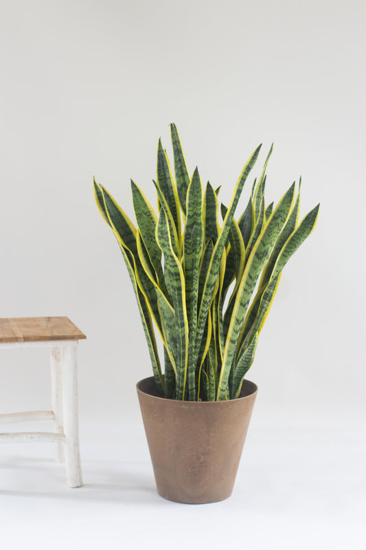 Sansevieria Trifasciata