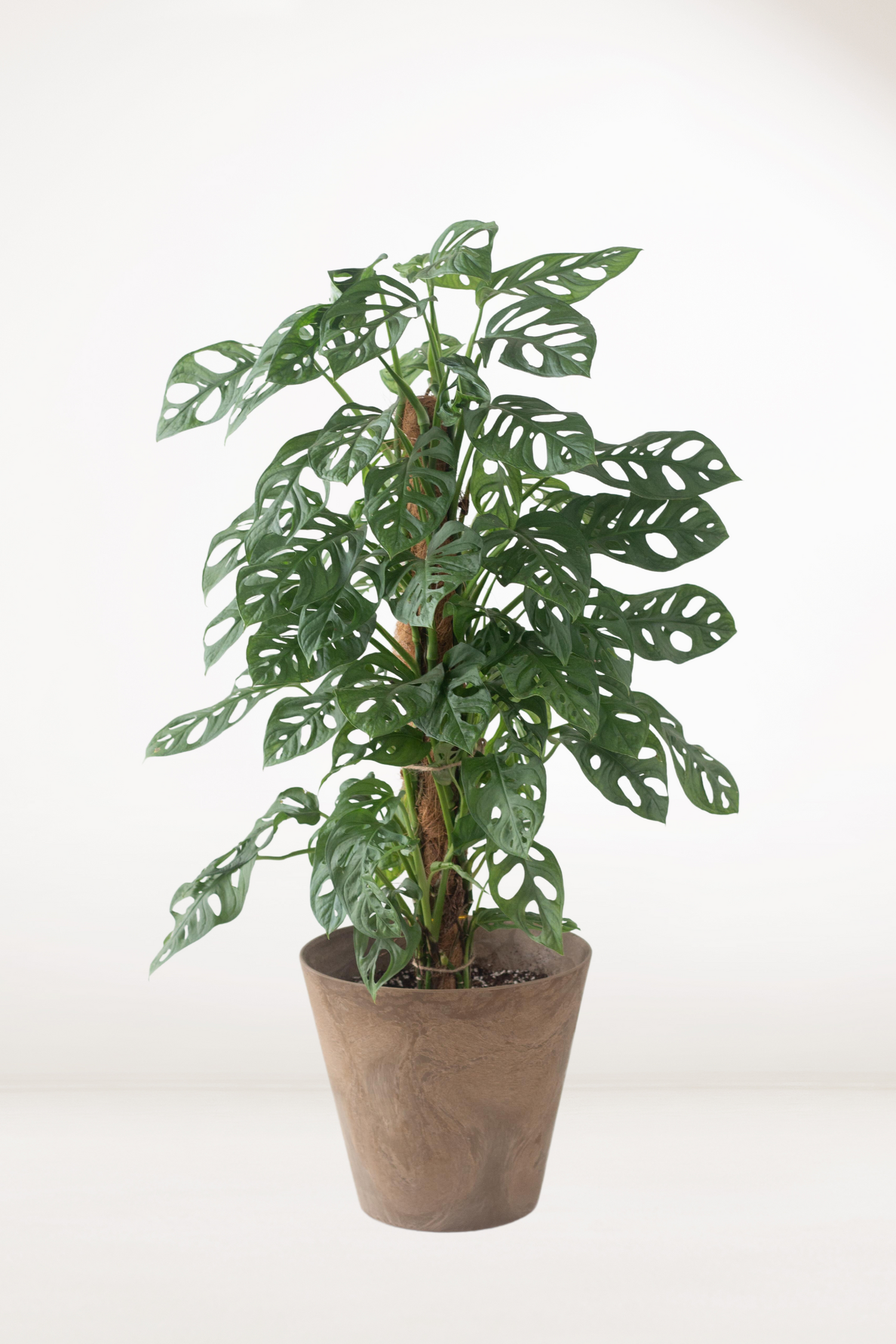 chinese monstera Monstera Adansonii – Bloomspace