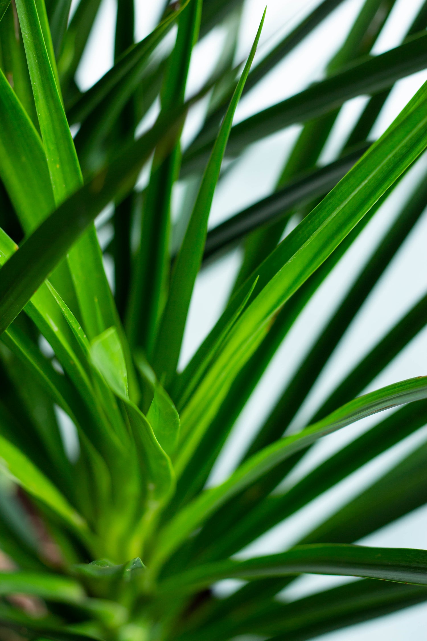 dracaena draco hardiness Dracaena Draco – Bloomspace
