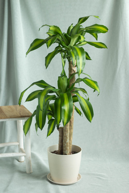 Dracaena Fragans Cane