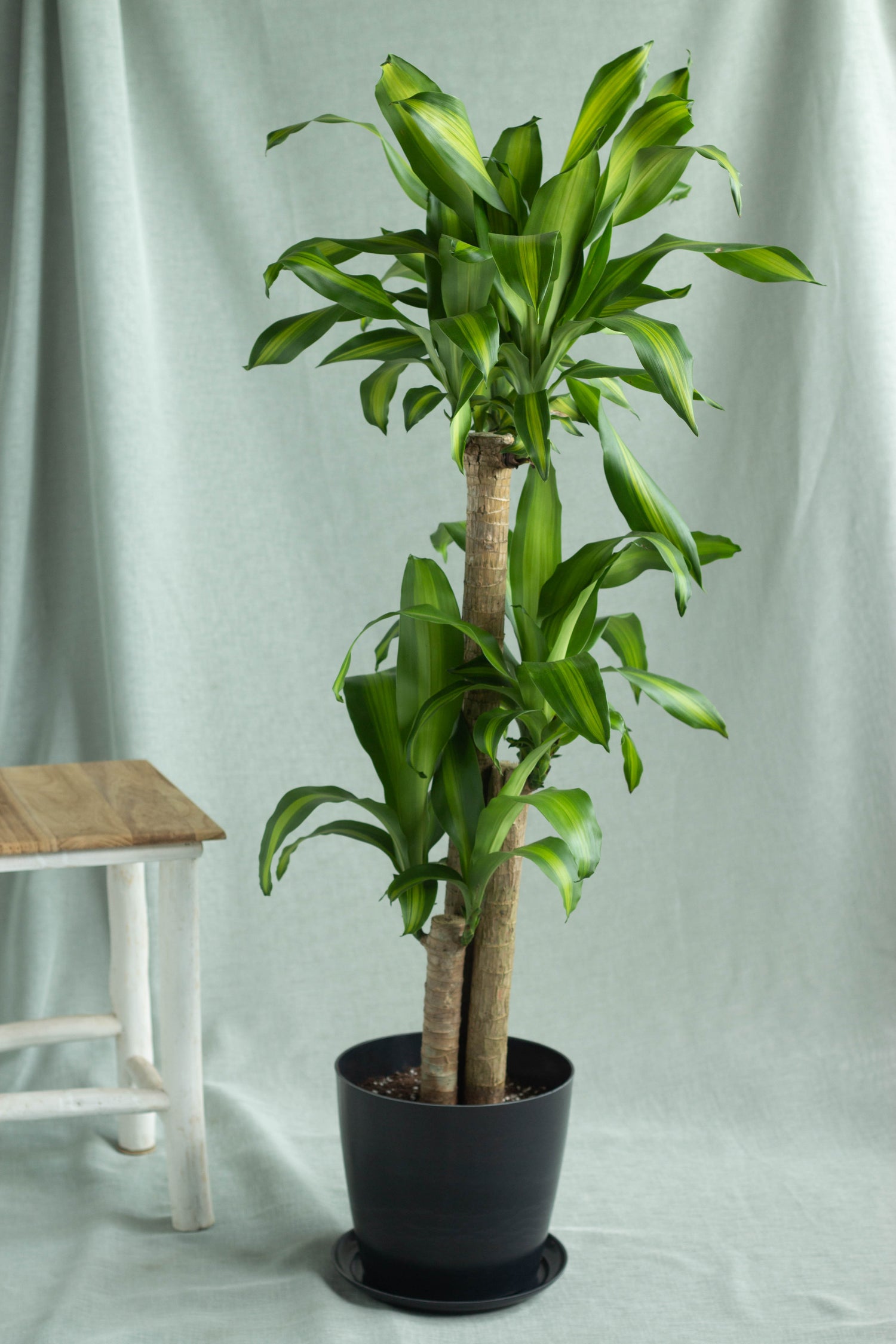 dracaena fragrans cane Dracaena Fragans Cane – Bloomspace