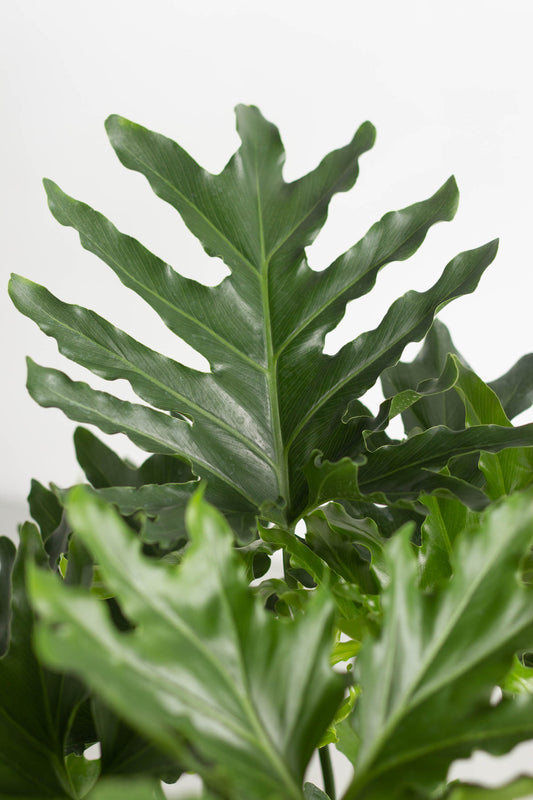 Philodendron Selloum