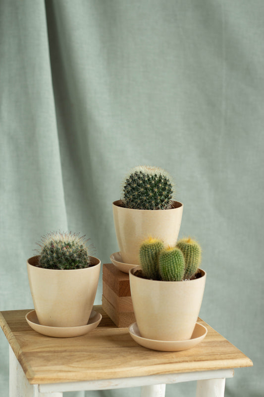 Windowsill Cacti Set
