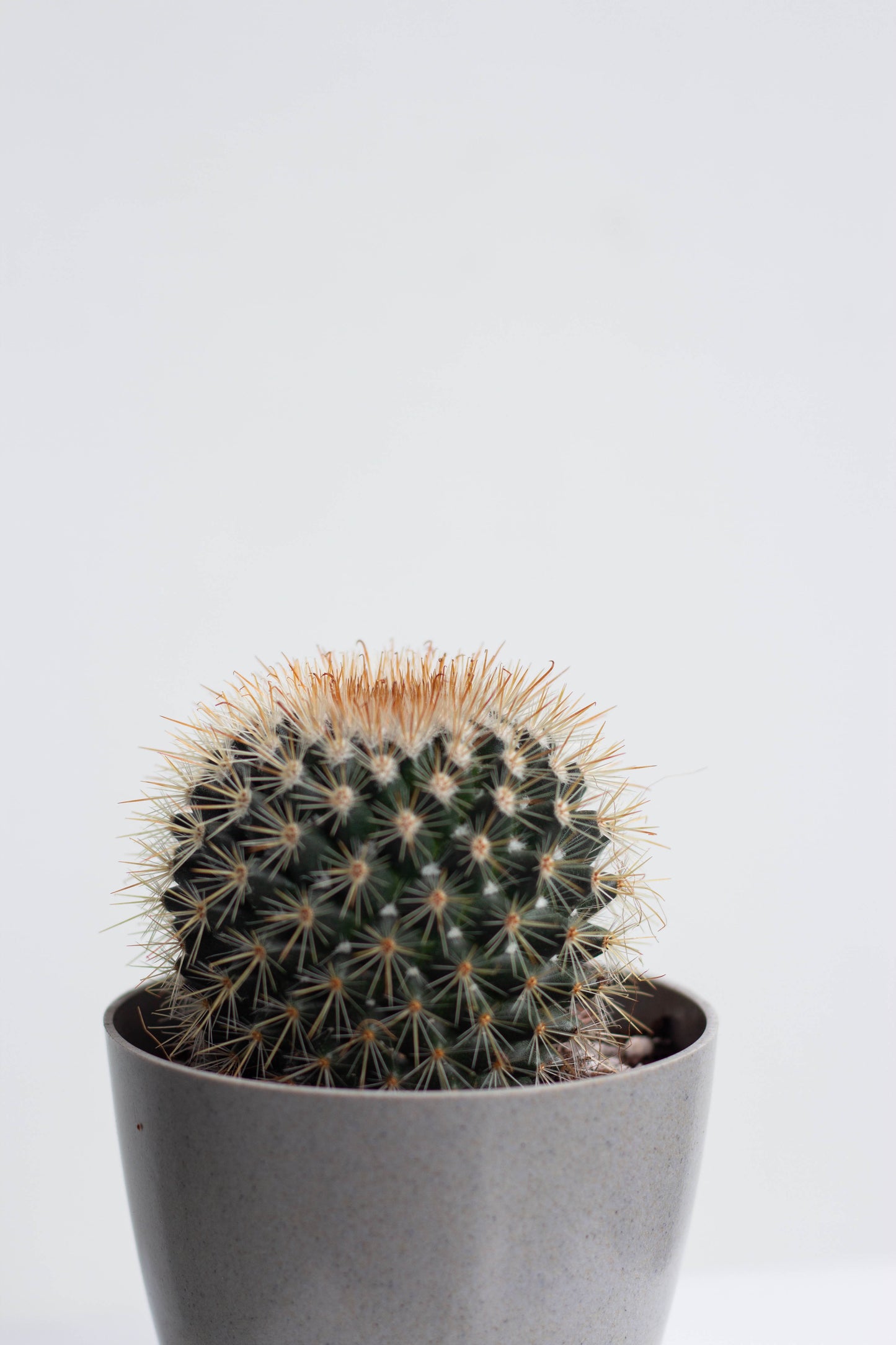 Closeup-Silver Ball Cactus