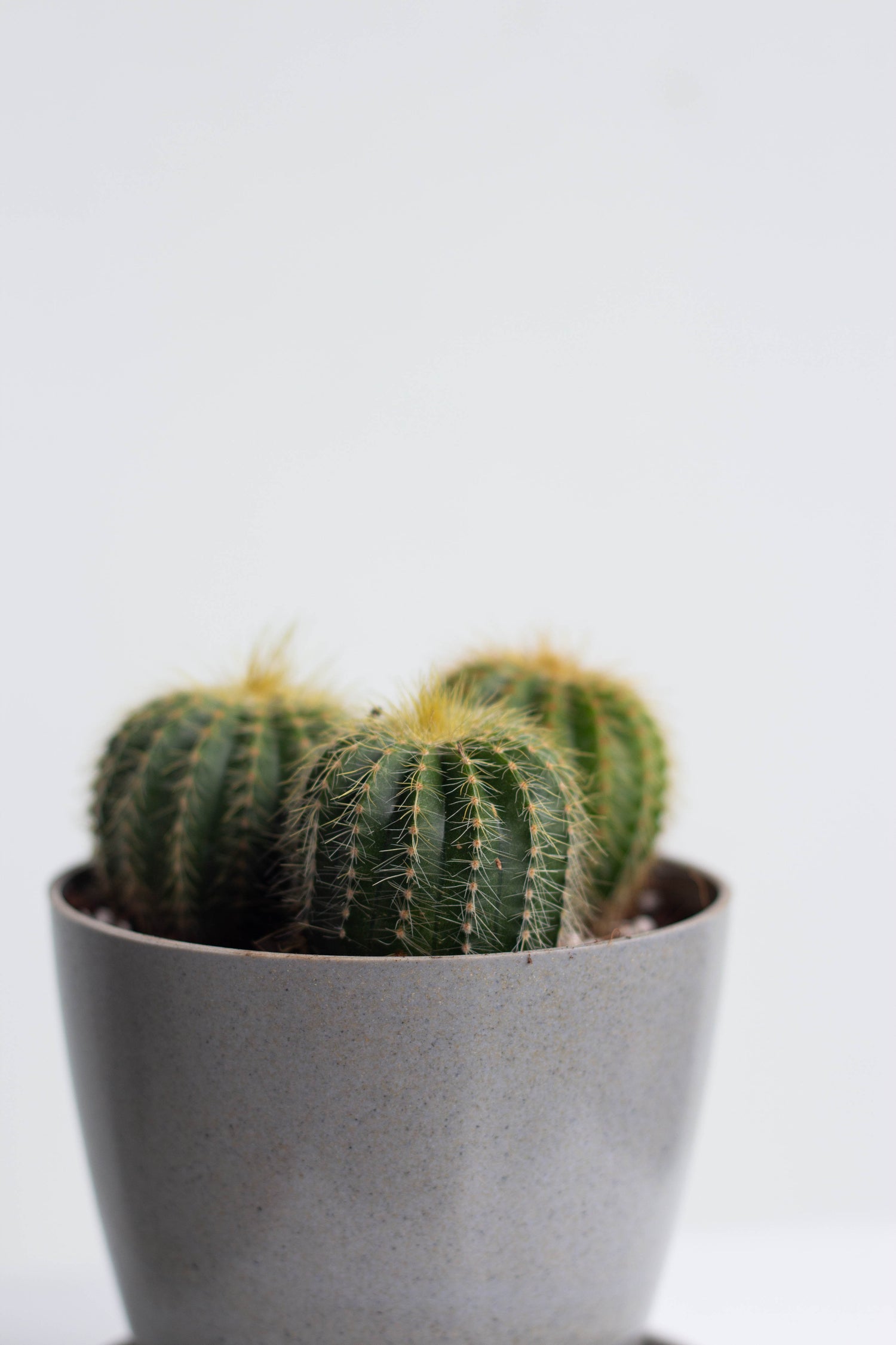 Closeup-Golden Ball Cactus