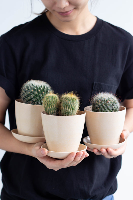 Windowsill Cacti Set